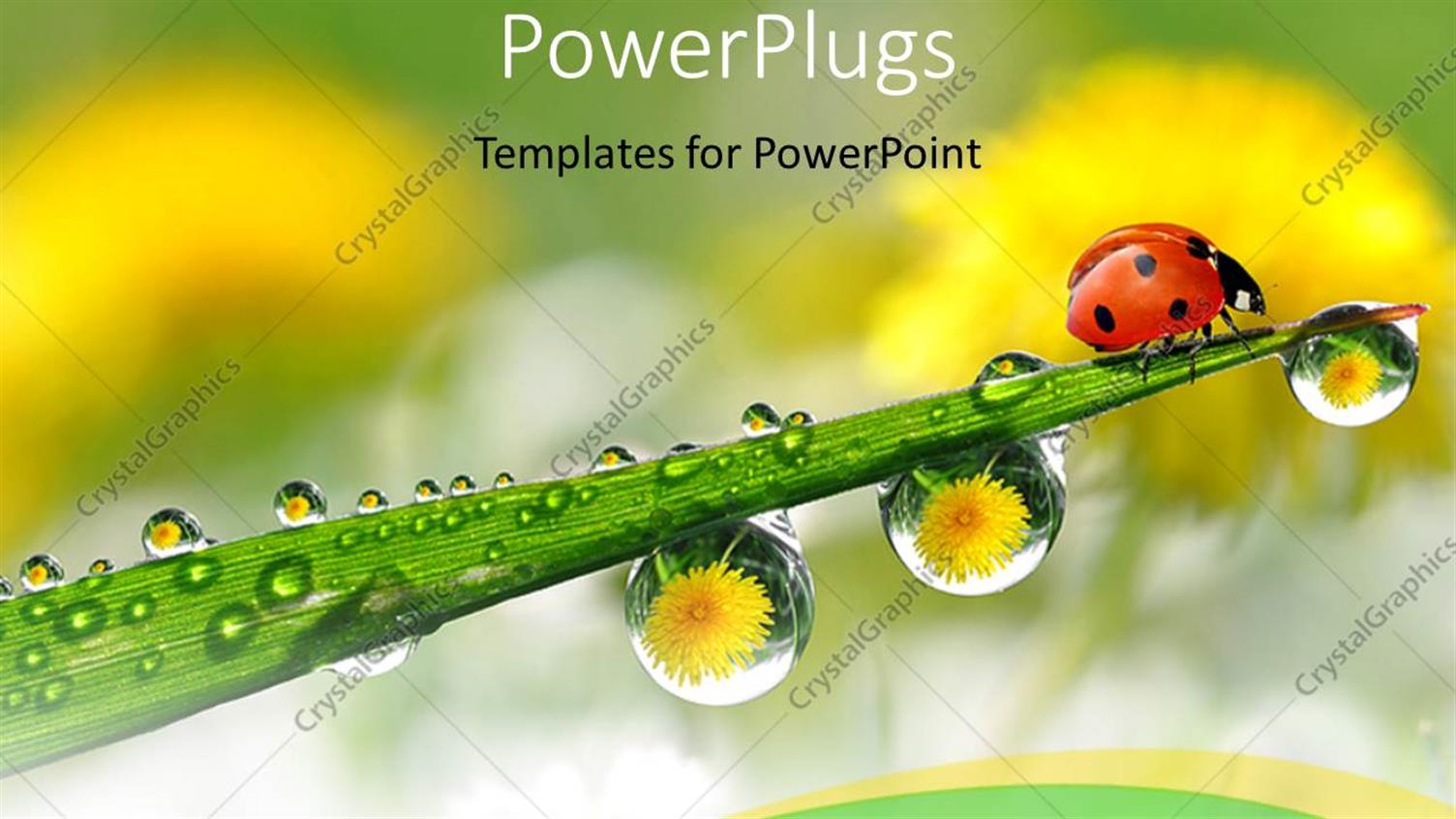 Featuring Ladybug on Green Plant Stem with water Drops from Morning Dew