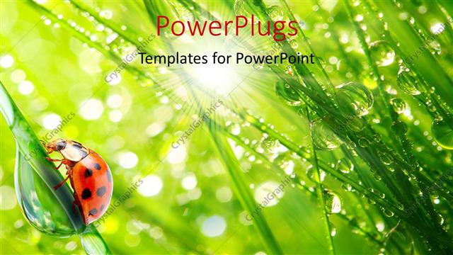  Presentation with dew - A lot of grass with a number of dew drops