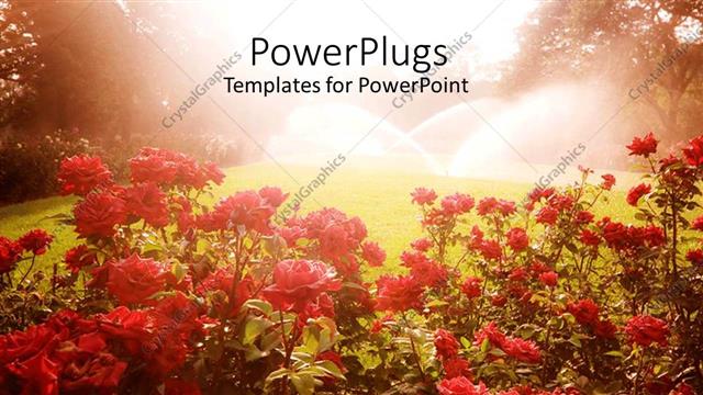  Presentation with roses - Landscape with red flowers, green grass lawn being watered by sprinklers