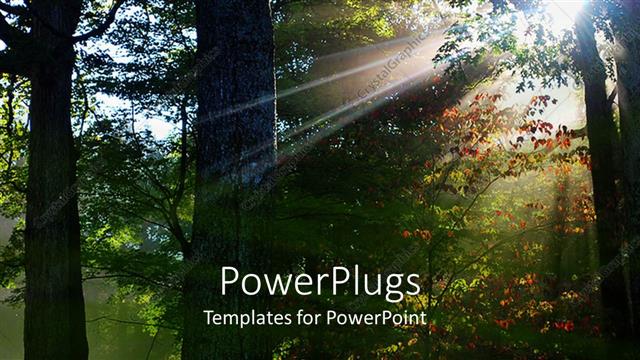  Presentation with forest - Landscape sun shining through trees of the forest, fall leaves