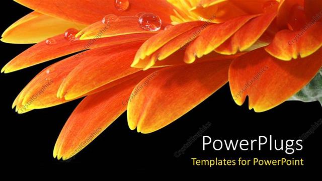  Presentation with yellow orange - Large beautiful orange and yellow flower with black background