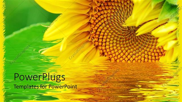  Presentation with beautiful green - Large beautiful sunflower on a river with green background
