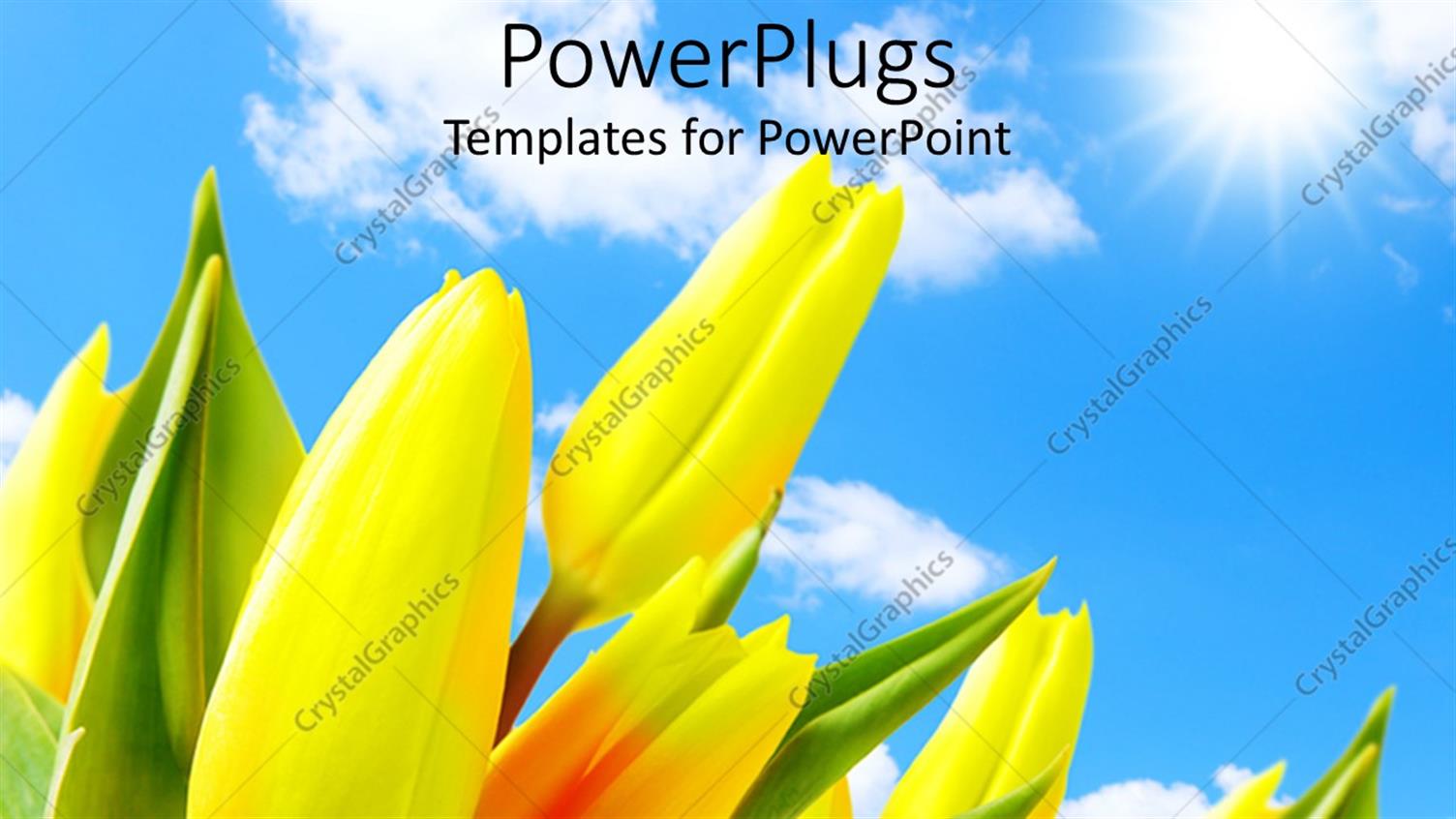 Featuring Large Beautiful Tulips in Garden Against Blue Cloudy Sky
