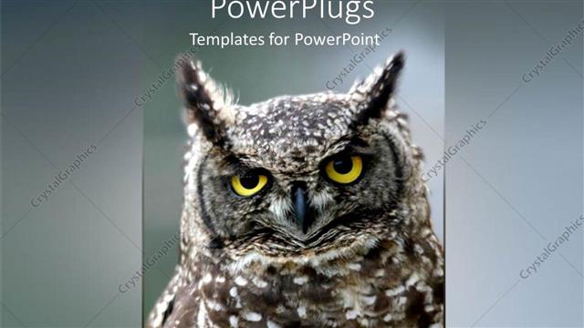  Presentation with look - A large brown and white colored owl with ash background