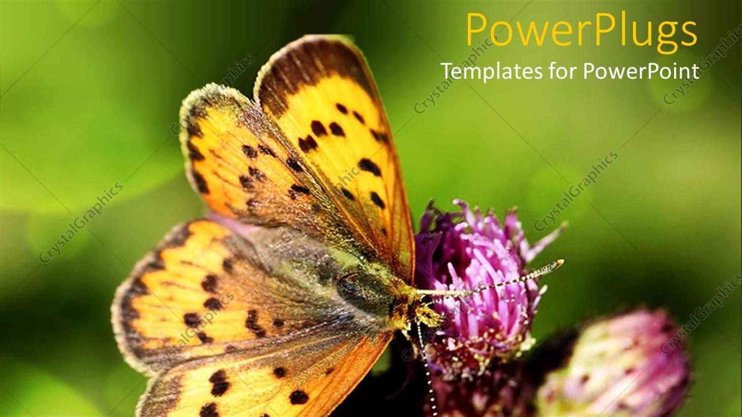 Featuring a large Butterfly Resting on a Purple Flower with Blurry Background