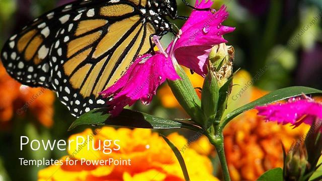  Presentation with purple butterfly - A large butterfly resting on a wide purple flower