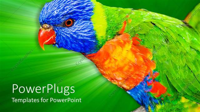  Presentation with parrot - A large colorful bird with a bright green shinning background