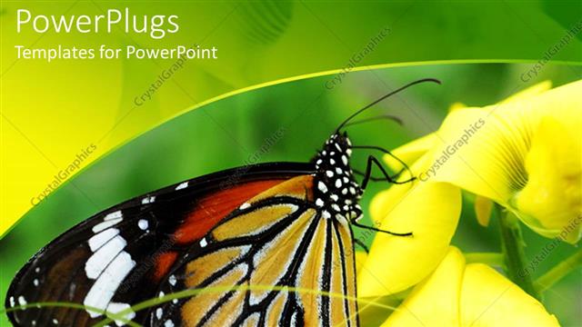  Presentation with yellow green - Large colorful butterfly with yellow flowers and green background