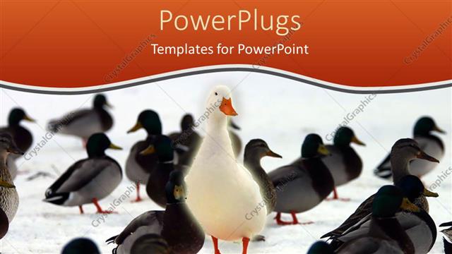  Presentation with crowd - Large distinct white bird stands out from the crowd