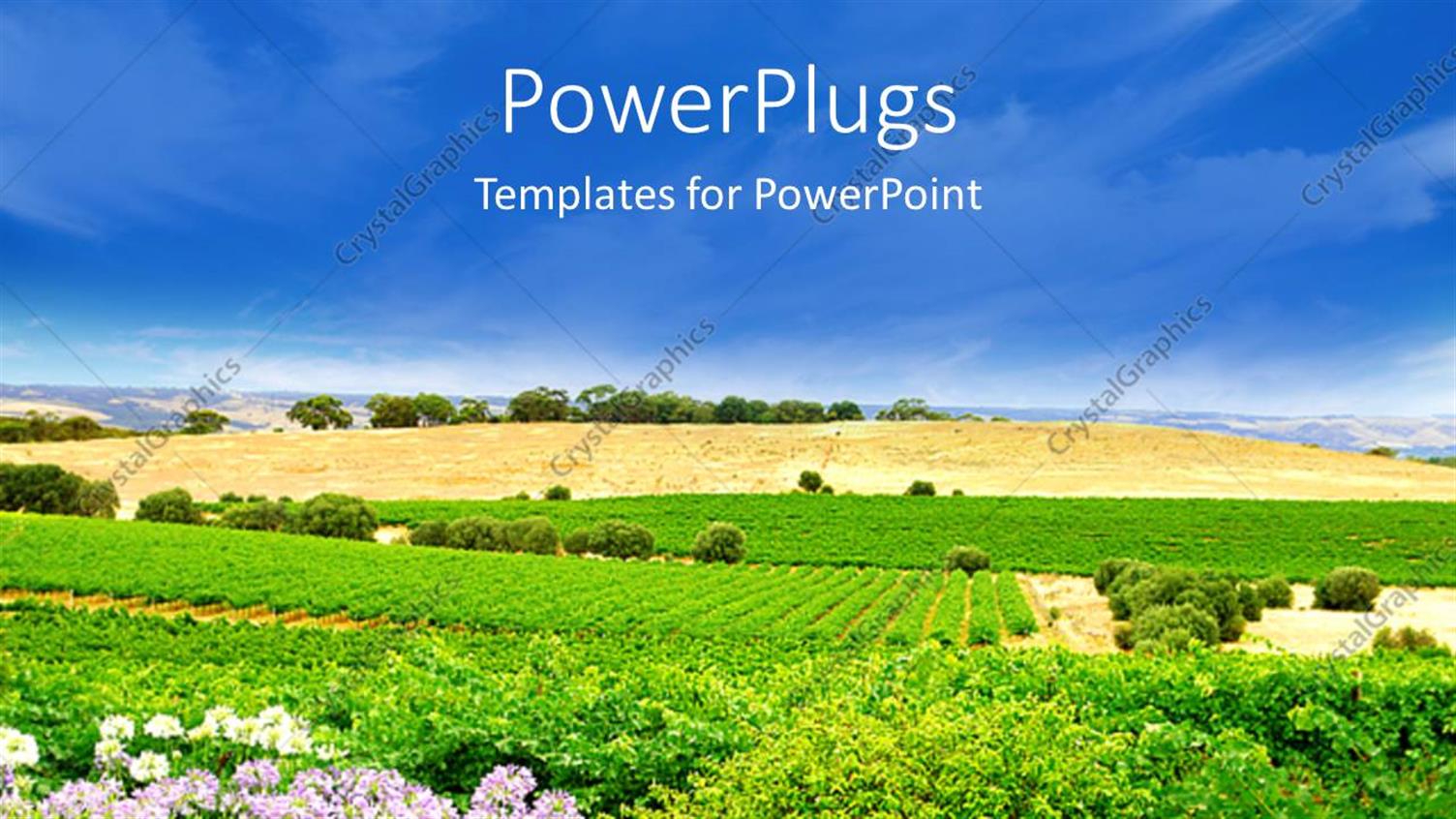Premium Template for PowerPoint & Google Slides 