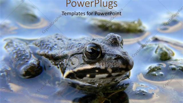  Presentation with frog - Large frog submerged in water with the head above