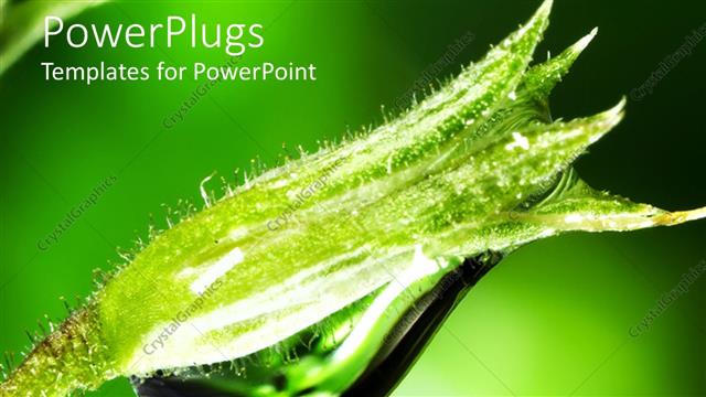  Presentation with droplet - Large green plant with clear water droplet on it