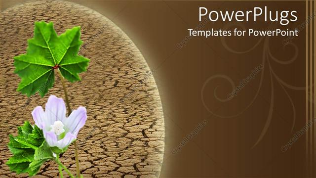 Presentation with white sand - A large green plant shoot with a white flower on hard cracking sand