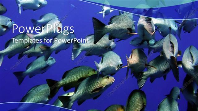  Presentation with swimming - Large group of swimming fishes in blue water underwater life