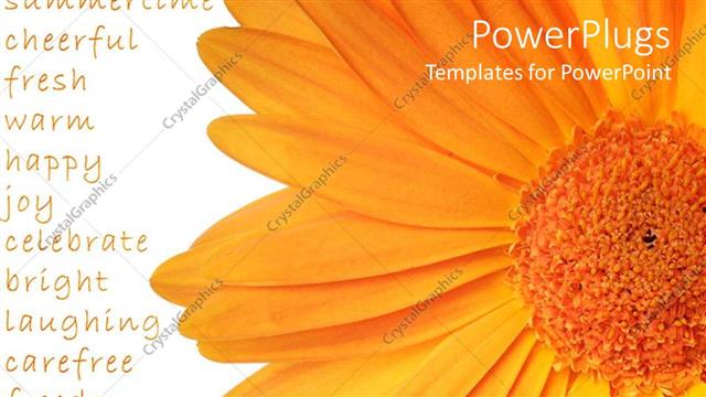  Presentation with orange colored - A large orange colored flower on a white background