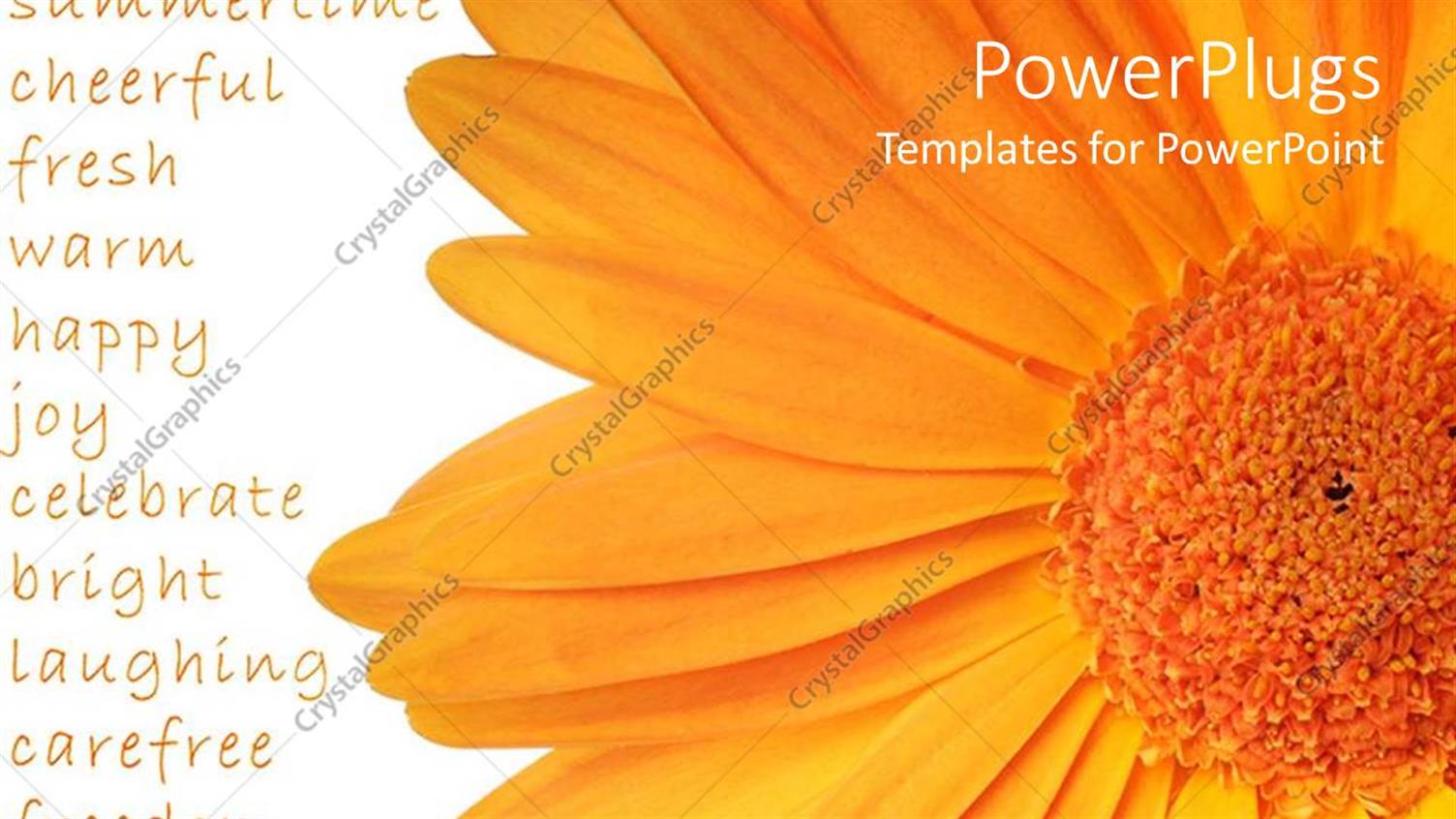 Featuring a large Orange Colored Flower on a White Background