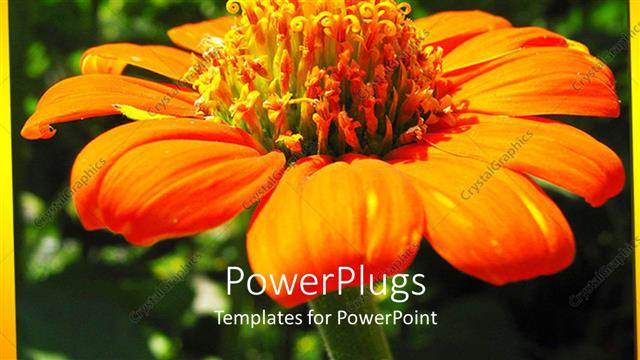  Presentation with yellow orange - Large orange and yellow sun flower wit a blurry background