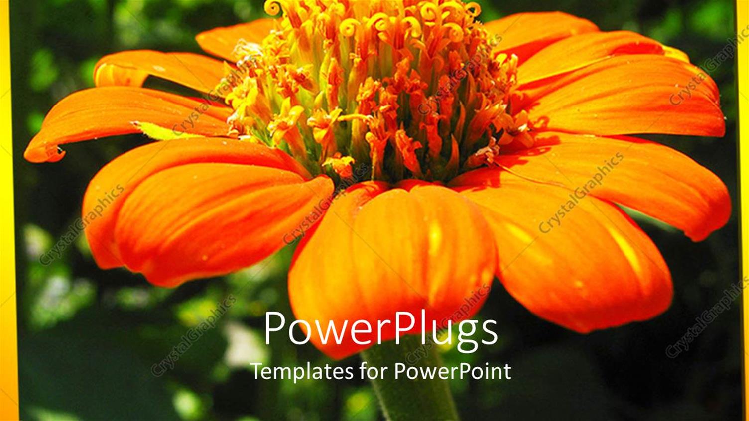 Premium Template for PowerPoint & Google Slides 