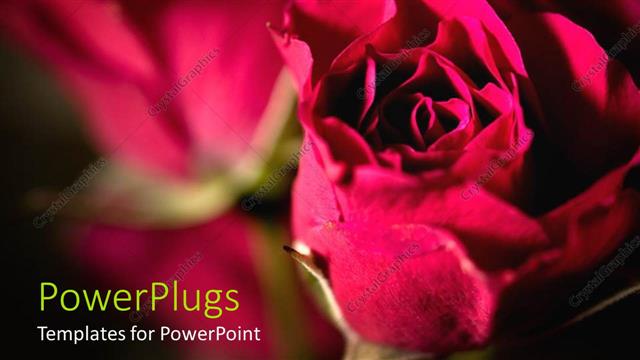  Presentation with pink rose - Large pink colored rose with a blurry rose background