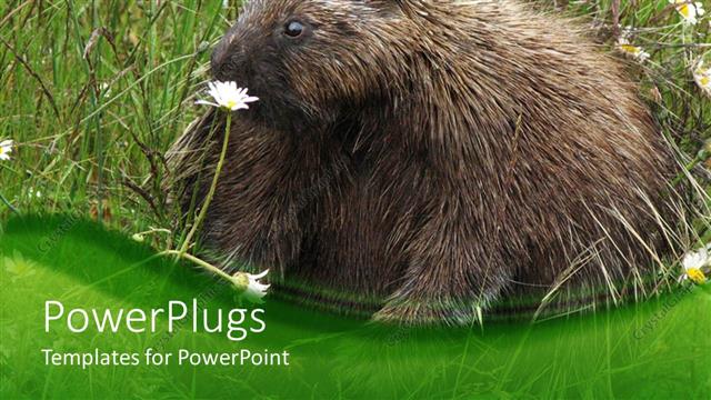  Presentation with grass - Large porcupine on grass a grass field with flowers