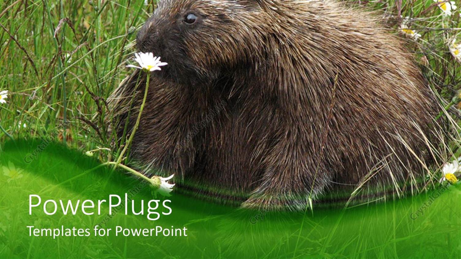 Premium Template for PowerPoint & Google Slides 