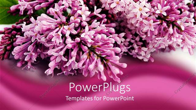  Presentation with purple - A large purple colored flower with green leaves on a white surface