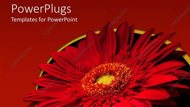  Presentation with flower - Large red flower with red and black colored background