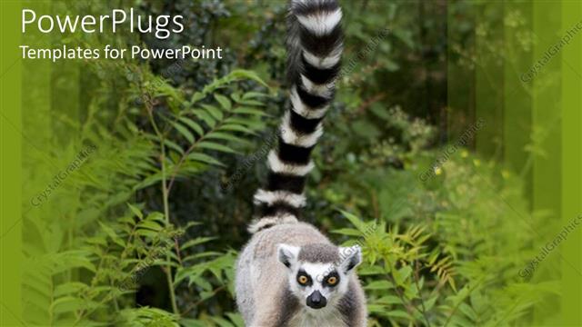 Presentation with lemur - A large ring tailed lemur standing in its natural habitat