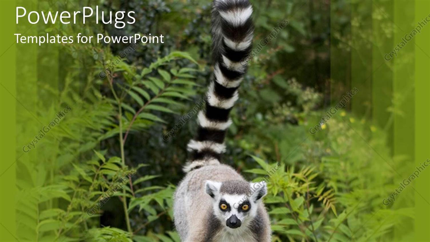 Featuring a large Ring Tailed Lemur Standing in its Natural Habitat