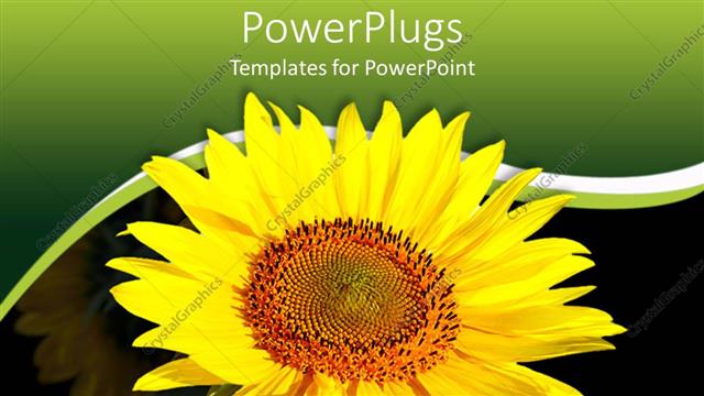  Presentation with sunflower - Large sun flower with a green and black background