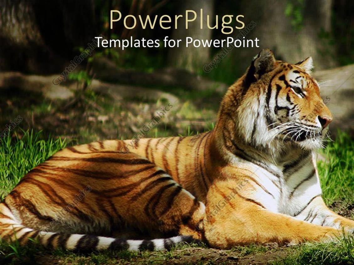 PowerPoint Template laying Siberian Tiger on the ground with green