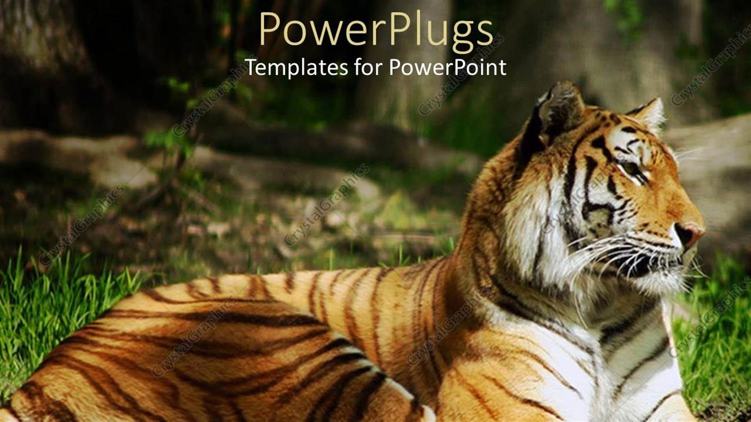 Premium Template for PowerPoint & Google Slides 
