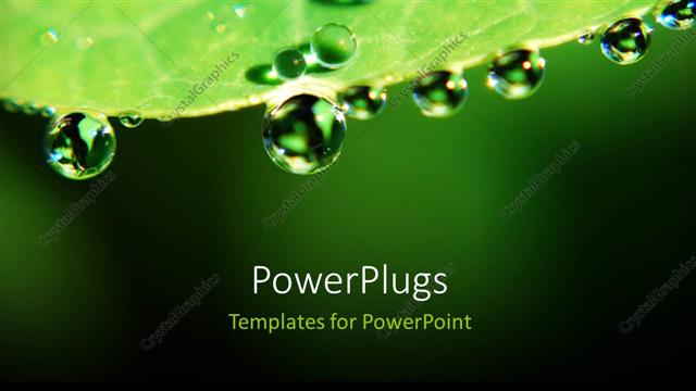  Presentation with water leaf - A leaf with a number of water droplets