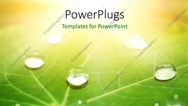  Presentation with water droplets - A leaf with a number of water droplets