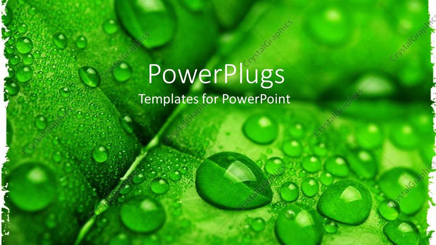 Featuring a Leaf with a Number of Water Droplets