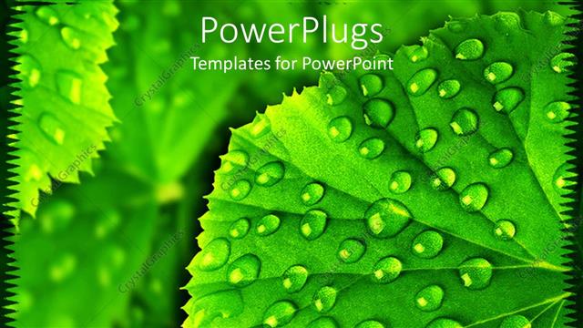  Presentation with water droplets - A leaf with water droplets along with its reflection in the background