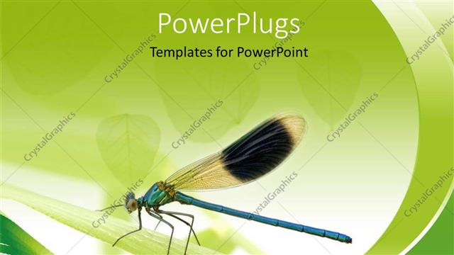  Presentation with fly - Leaves on white background with close-up of fly perching on leaf