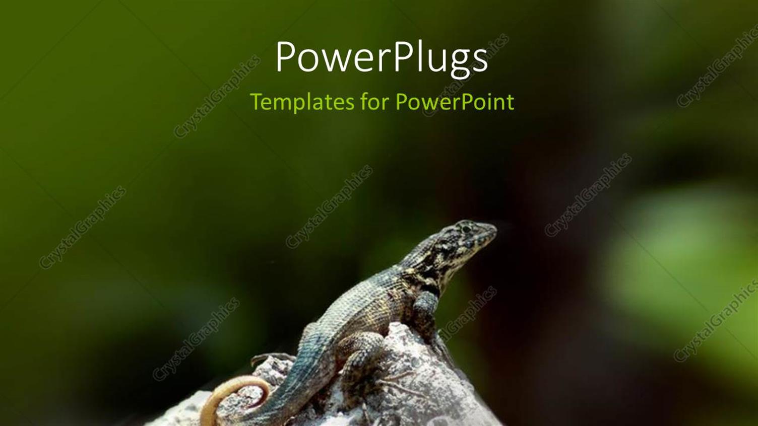 Featuring Light Glowing on Chameleon with Heads Up on Rock