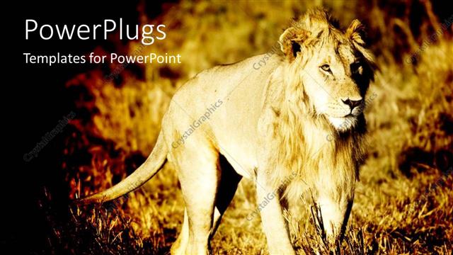  Presentation with lion - A lion with a jungle in the background