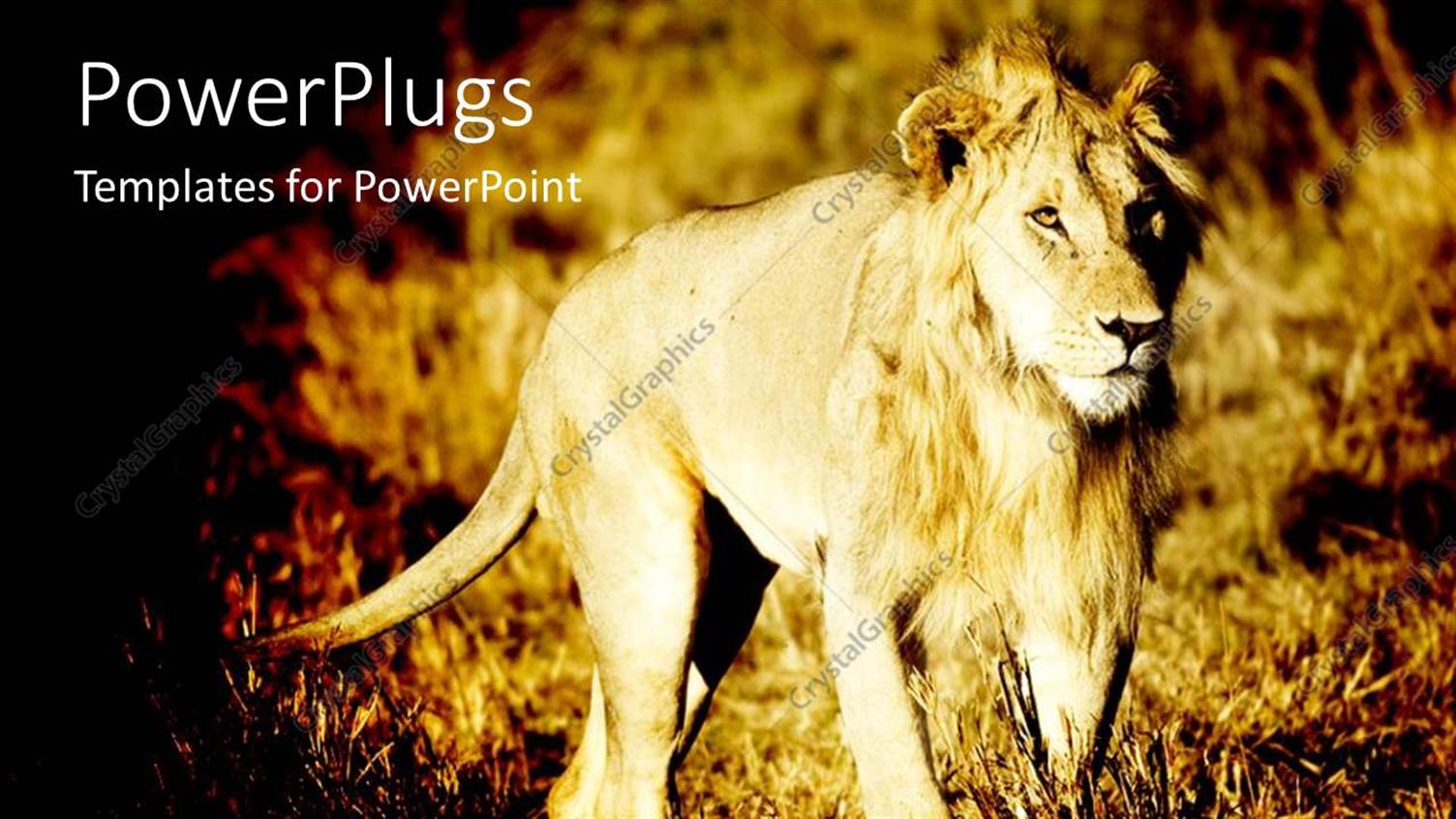 Premium Template for PowerPoint & Google Slides 