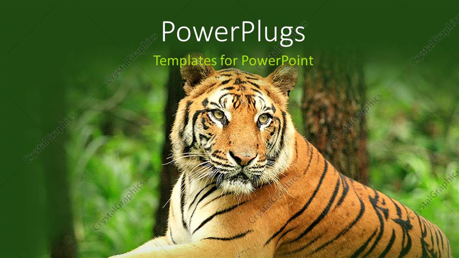 Premium Template for PowerPoint & Google Slides 