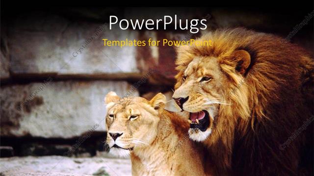  Presentation with together - A lion with a lioness and place for text