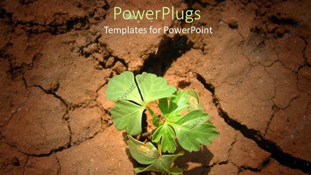  Presentation with growing - Little green plant growing from arid field with cracks in it