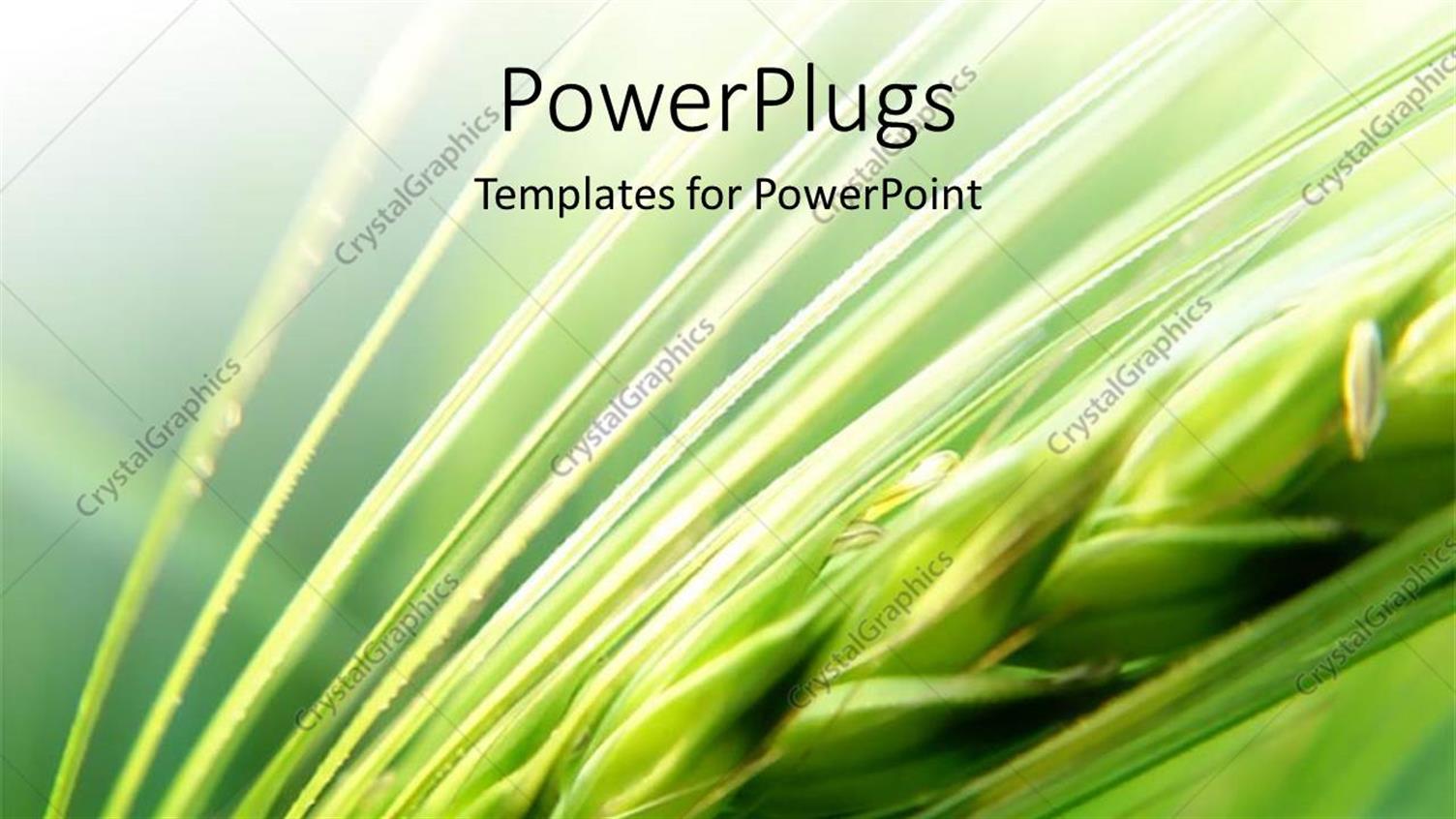 Premium Template for PowerPoint & Google Slides 