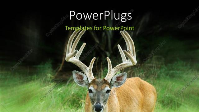  Presentation with deer - A long horned deer standing on a grass field