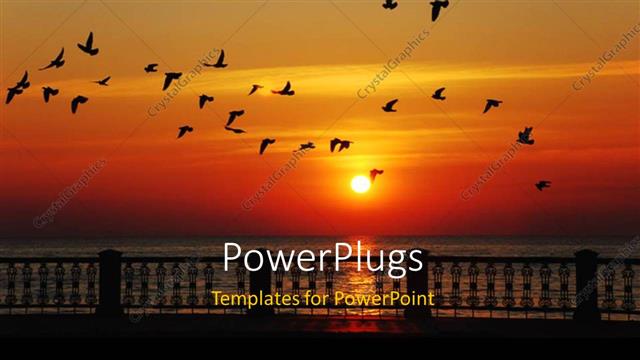  Presentation with birds - A lot of birds heading to their nests with sunset in the background