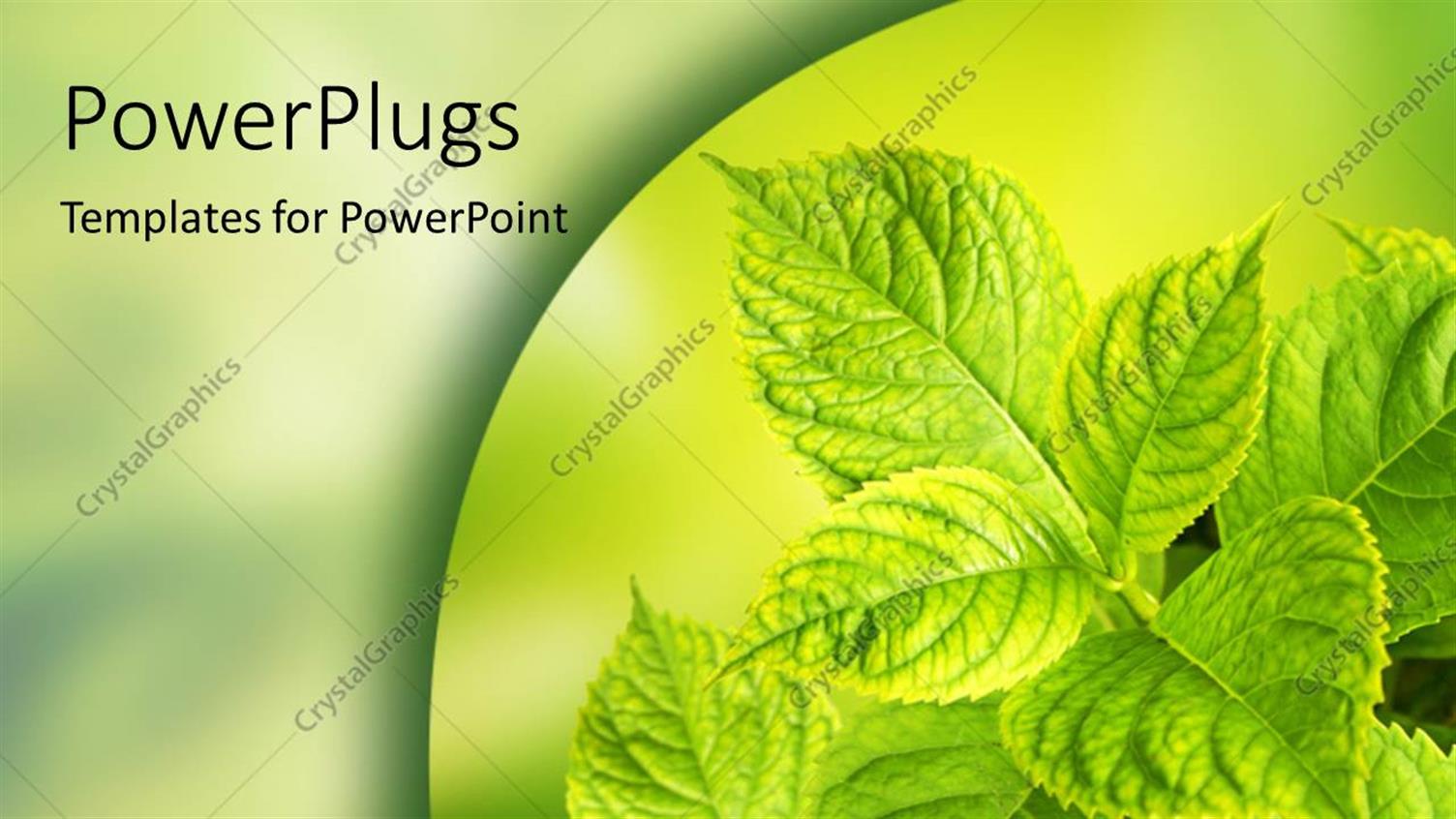 Premium Template for PowerPoint & Google Slides 