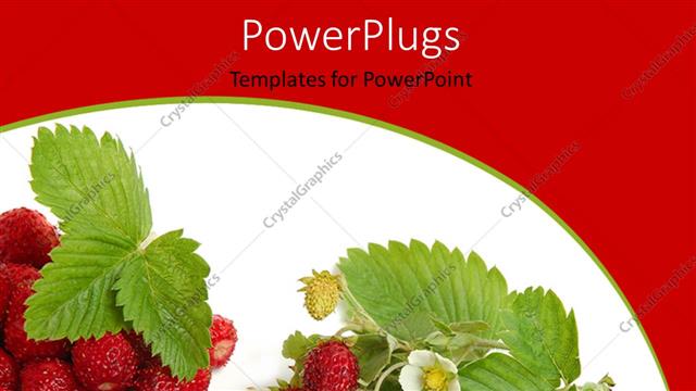  Presentation with strawberries - A lot of strawberries with white background and place for text