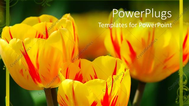  Presentation with flowers - A lot of yellow flowers with greenish background