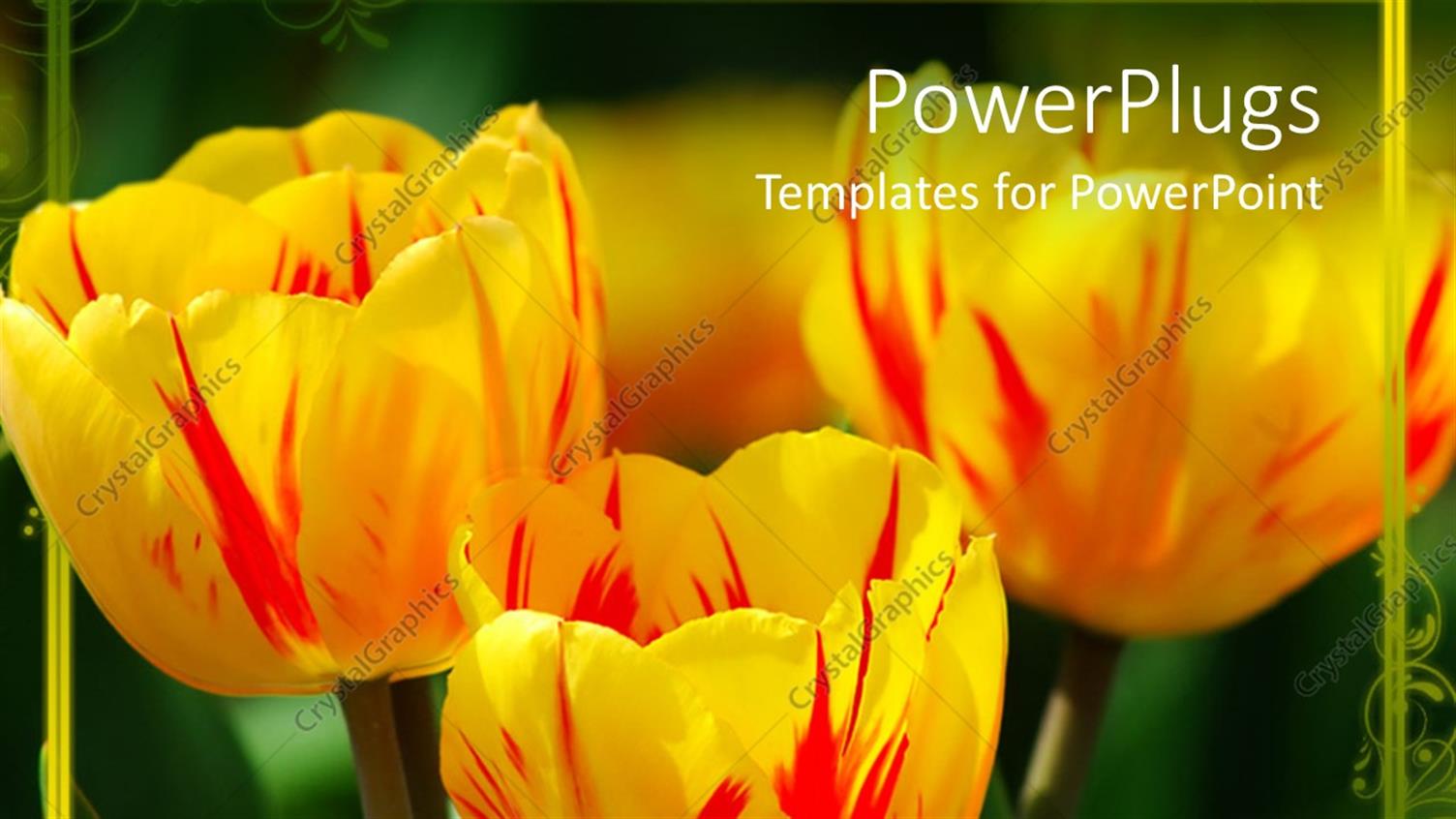 Premium Template for PowerPoint & Google Slides 